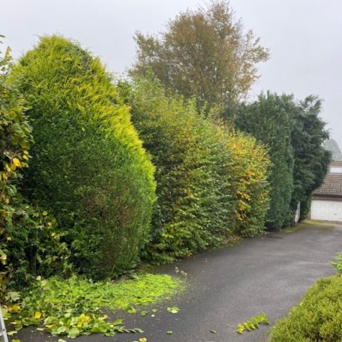 hedge cutting Lisvane Cardiff hedge cutting Lisvane Cardiff